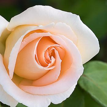 Scents perfect for the Bright Summer Months with Northumbrian Candleworks